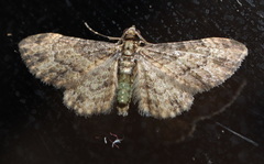 Chloroclystis mniochroa