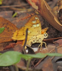 Myscelus amystis hages