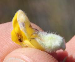 Aspalathus shawii shawii