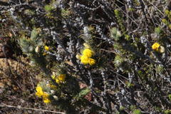 Aspalathus shawii shawii