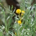 Common Everlasting - Photo (c) Helen Carey, some rights reserved (CC BY-NC), uploaded by Helen Carey