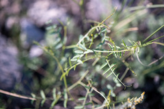 Vicia costata