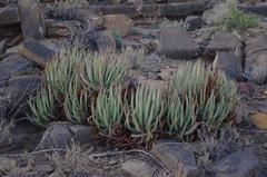 Aloe argenticauda image