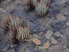 Aloe argenticauda image