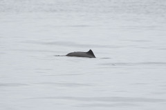 Phocoena phocoena vomerina