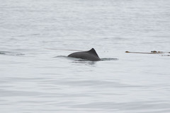 Phocoena phocoena vomerina