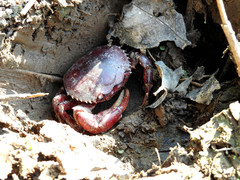 Dilocarcinus pagei
