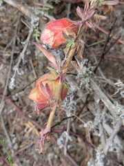 Contarinia zauschneriae