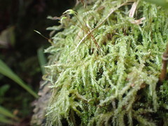 Acrocladium chlamydophyllum