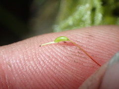 Acrocladium chlamydophyllum