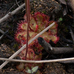 Drosera admirabilis