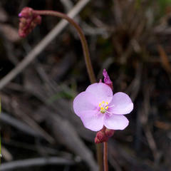 Drosera admirabilis