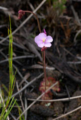 Drosera admirabilis