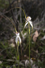 Caladenia splendens