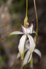 Caladenia splendens