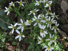 Aster scaber