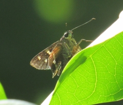 Thespieus macareus