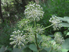 Aralia continentalis