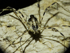 Leptobunus