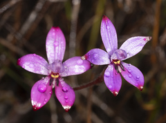 Elythranthera × intermedia