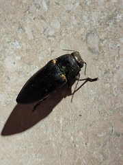 Hippomelas sphenicus