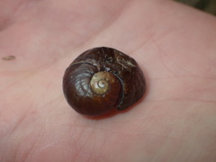 Wainuia