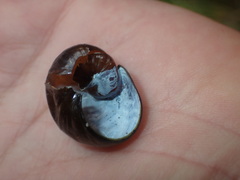 Wainuia