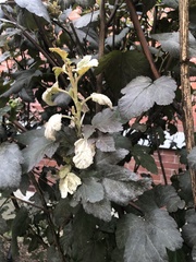 Podosphaera physocarpi