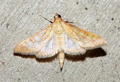Mimorista trimaculalis