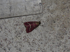 Pyrausta volupialis