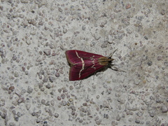 Pyrausta volupialis