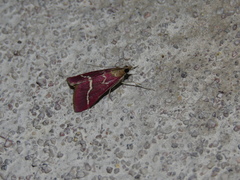 Pyrausta volupialis