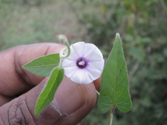 Ipomoea eriocarpa