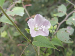 Jacquemontia paniculata