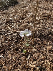 Malva preissiana