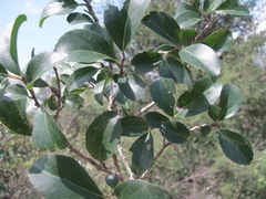 Maytenus emarginata