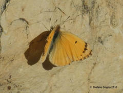 Colotis fausta