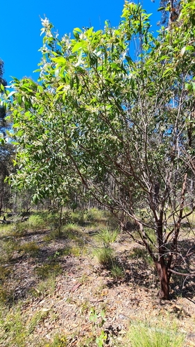 Image of Acacia binervata by no rights reserved