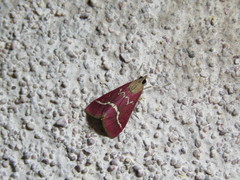 Pyrausta volupialis