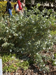 Atriplex nummularia