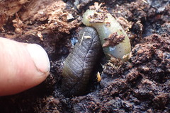 Pseudaneitea