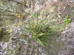 Encyclia parviflora