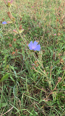 Cichorium intybus
