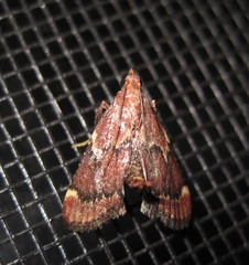 Hypsopygia intermedialis