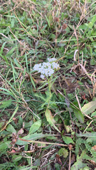 Achillea millefolium
