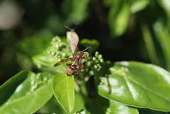 Polistes stigma townsvillensis