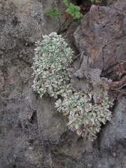 Draba longisiliqua