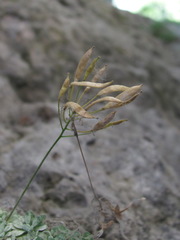 Draba longisiliqua