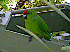 Cyanoramphus cookii