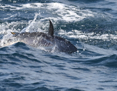 Thunnus